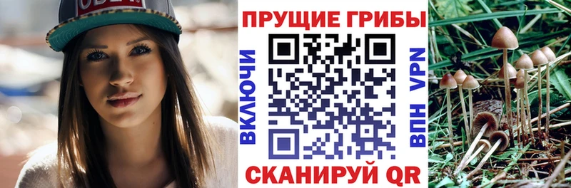 Псилоцибиновые грибы мицелий  Аша 